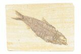 Detailed Fossil Fish (Knightia) - Wyoming #361077-1
